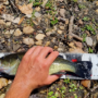 photo prise 15223 par ShadowFishing33