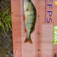 photo prise 16742 par Pike.fishing10
