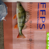 photo prise 16811 par Pike.fishing10