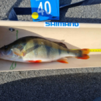 photo prise 18178 par Viadene fishing