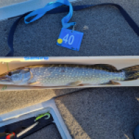 photo prise 18366 par Viadene fishing