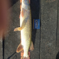 photo prise 18873 par Team bigfish35
