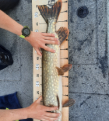 photo prise 20114 par tristan_carnasier_fishing