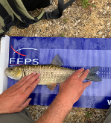 photo prise 20193 par Fullfish