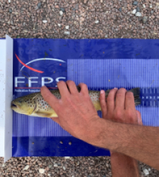 photo prise 20228 par Fullfish