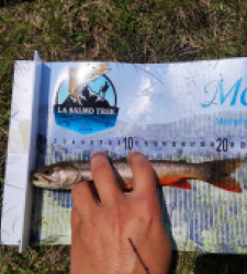 photo prise 21162 par Quentin team trout 73