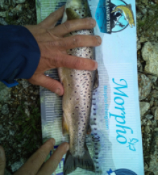 photo prise 21342 par Fish n' fish
