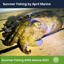 photo prise 23040 par Johnjohn.fishing
