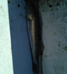 photo prise 23987 par Pecheur d'eau douce