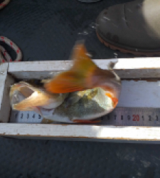 photo prise 25258 par FISH1MAX
