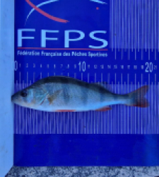 photo prise 26729 par Max2fishes