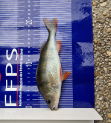 photo prise 26730 par Max2fishes