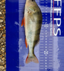 photo prise 26919 par Max2fishes