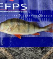 photo prise 27040 par Max2fishes
