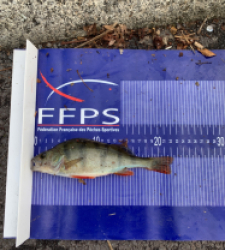 photo prise 27055 par Fullfish