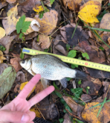 photo prise 27734 par Flo_carpfishing37