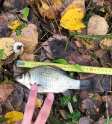 photo prise 27736 par Flo_carpfishing37