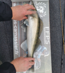photo prise 28118 par SiriusFishingcool