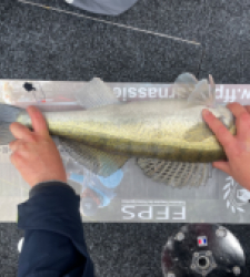 photo prise 28201 par AKIL-fishing