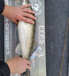 photo prise 28309 par SiriusFishingcool