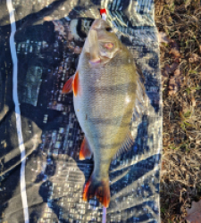 photo prise 28719 par jim_fishing15