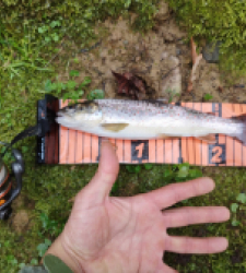 photo prise 28998 par Jb customrod