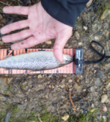 photo prise 29017 par Jb customrod