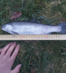 photo prise 29263 par Le grand brochet
