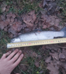 photo prise 29264 par Le grand brochet