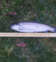 photo prise 29265 par Le grand brochet