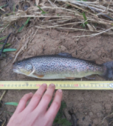 photo prise 29266 par Le grand brochet
