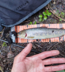 photo prise 29280 par Jb customrod