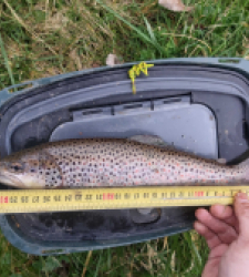 photo prise 29307 par Le grand brochet