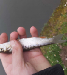 photo prise 29330 par Le grand brochet