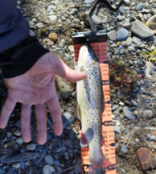 photo prise 29374 par Jb customrod