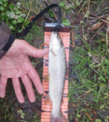 photo prise 29431 par Jb customrod