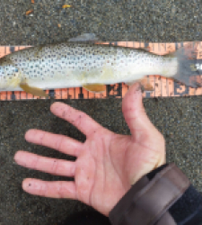 photo prise 29439 par Jb customrod