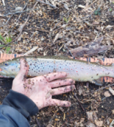 photo prise 29491 par Jb customrod