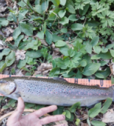 photo prise 29532 par Jb customrod