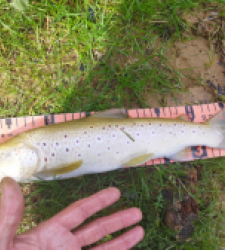 photo prise 29554 par Jb customrod