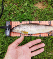 photo prise 29561 par Jb customrod