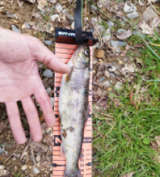 photo prise 29562 par Jb customrod