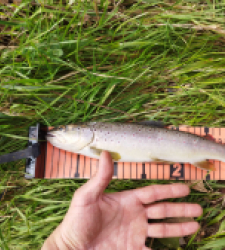 photo prise 29565 par Jb customrod