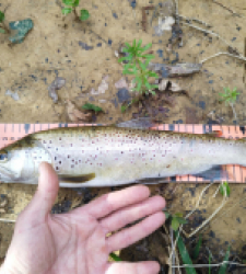 photo prise 29567 par Jb customrod