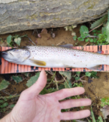 photo prise 29569 par Jb customrod