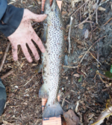 photo prise 29613 par Jb customrod