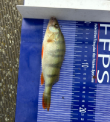 photo prise 30603 par Zander fishing 