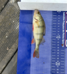 photo prise 30625 par Zander fishing 