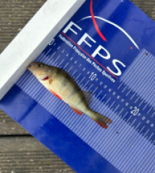 photo prise 30629 par Zander fishing 