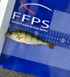 photo prise 30632 par Zander fishing 